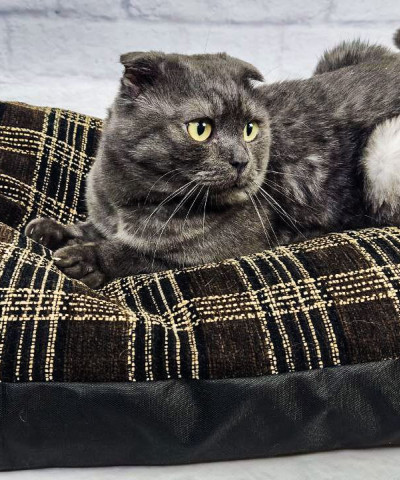 Лежанки для животных