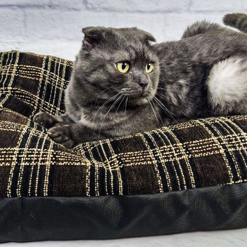 Лежанки для животных